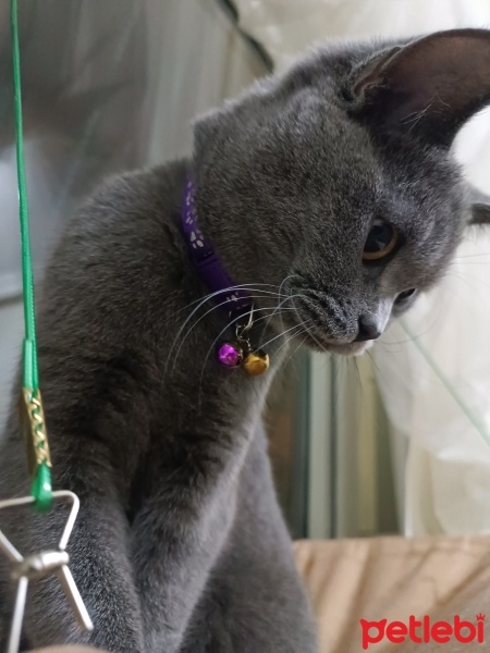 Brazilian Shorthair, Kedi  Bihter fotoğrafı