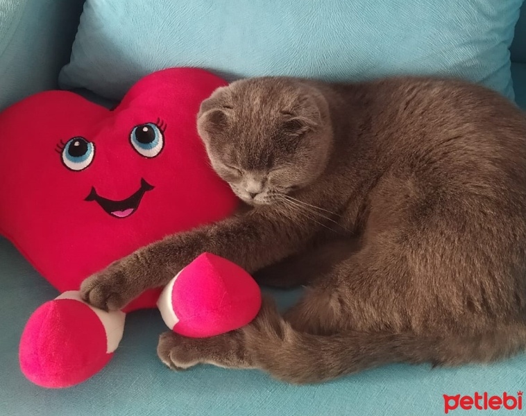 Scottish Fold, Kedi  Nice fotoğrafı