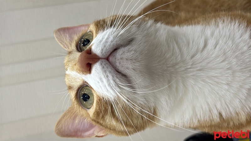 Tekir Kedi, Kedi  Niloya fotoğrafı
