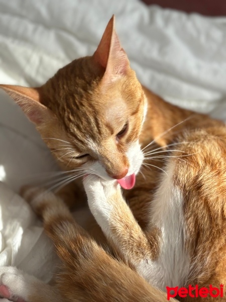 Tekir Kedi, Kedi  Niloya fotoğrafı