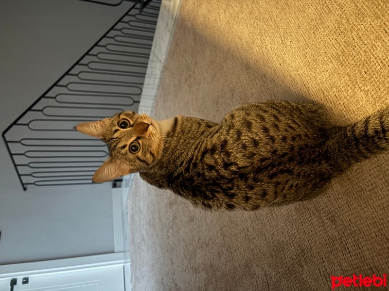 Tekir Kedi, Kedi  Kimyon fotoğrafı
