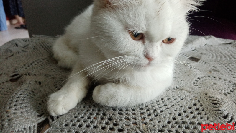 British Shorthair, Kedi  Mişi fotoğrafı