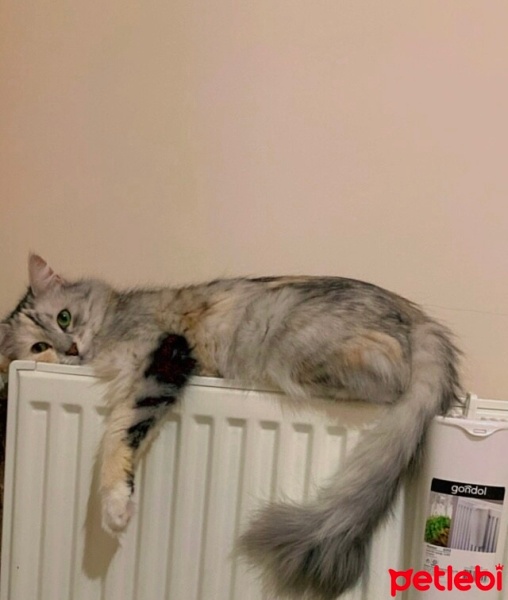 Tekir Kedi, Kedi  Gypsy fotoğrafı
