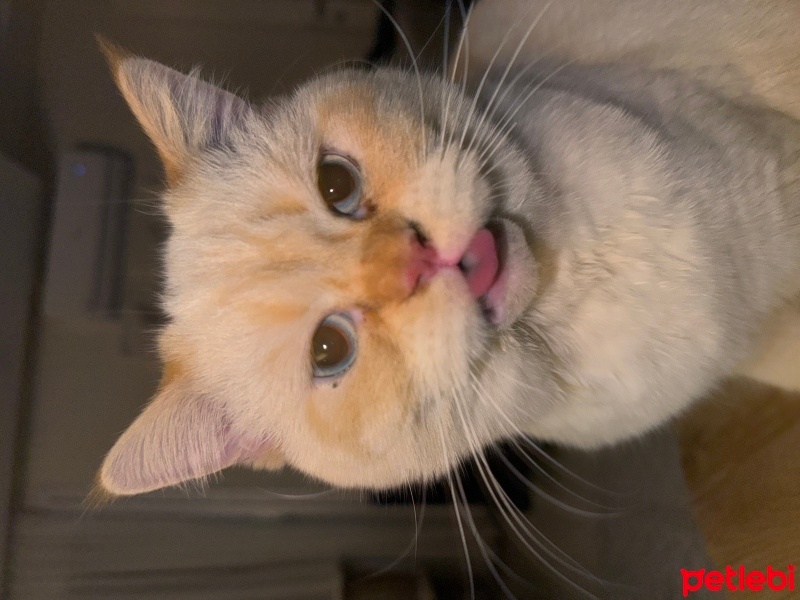 British Shorthair, Kedi  Kaju fotoğrafı