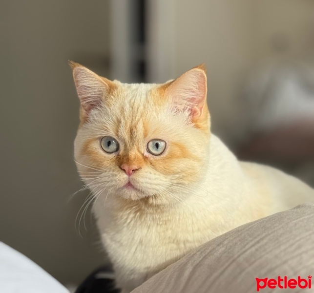 British Shorthair, Kedi  Kaju fotoğrafı