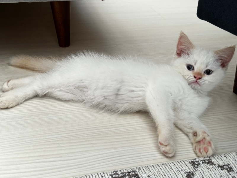 British Shorthair, Kedi  Kaju fotoğrafı