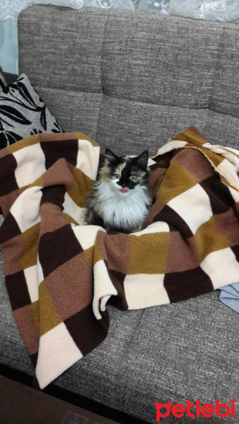 Abyssinian, Kedi  Çakıl fotoğrafı