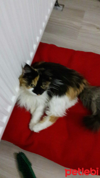 Abyssinian, Kedi  Çakıl fotoğrafı