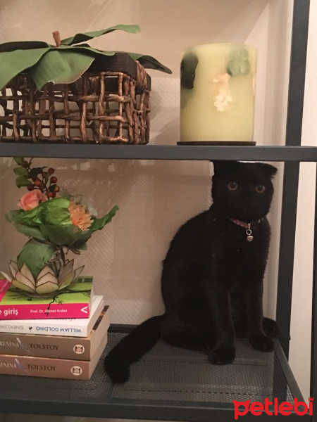 Scottish Fold, Kedi  Zeytin fotoğrafı