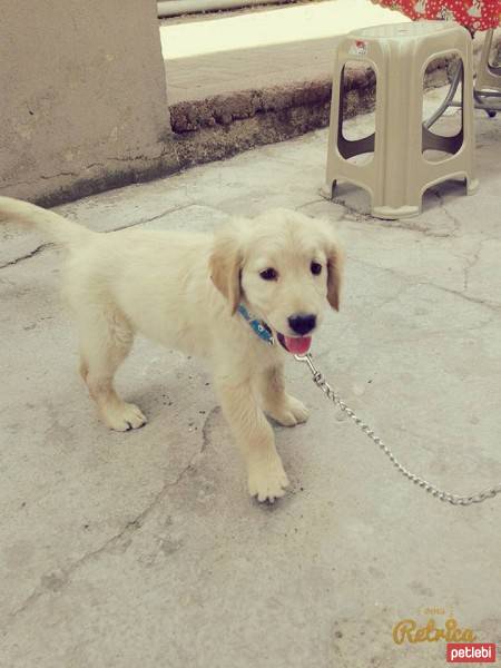 Golden Retriever, Köpek  Lady fotoğrafı