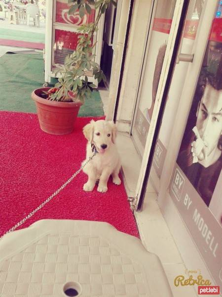 Golden Retriever, Köpek  Lady fotoğrafı