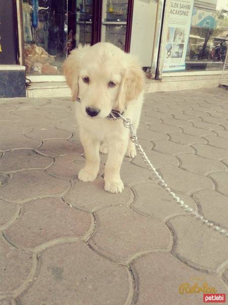 Golden Retriever, Köpek  Lady fotoğrafı