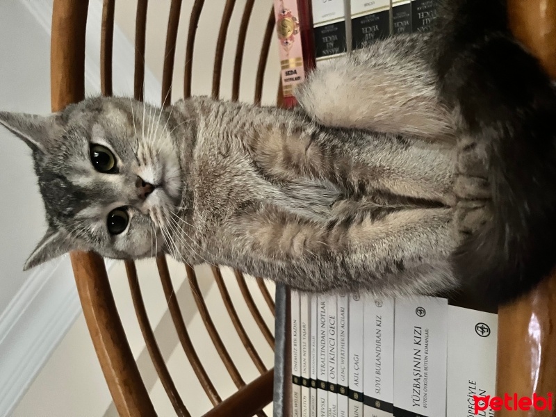 British Shorthair, Kedi  Zahter fotoğrafı