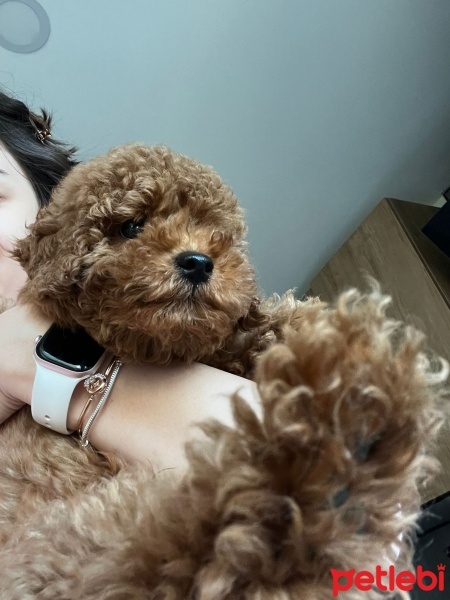 Poodle (Minyatür Kaniş), Köpek  Mart fotoğrafı