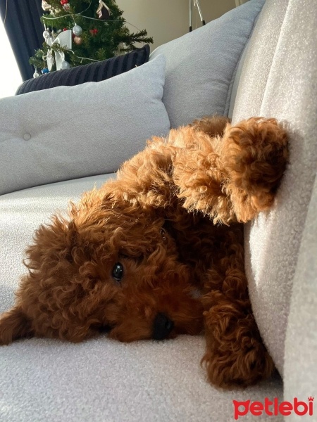 Poodle (Minyatür Kaniş), Köpek  Mart fotoğrafı