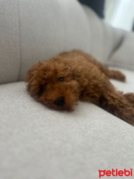 Poodle (Minyatür Kaniş), Köpek  Mart fotoğrafı