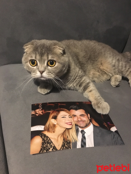 Scottish Fold, Kedi  Mırmır fotoğrafı
