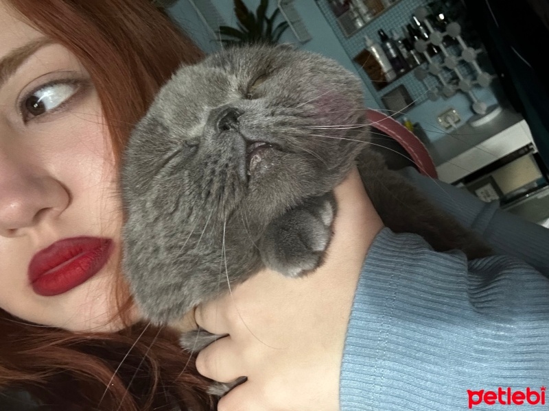 Scottish Fold, Kedi  Çağıl fotoğrafı