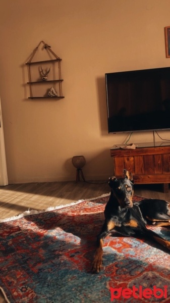Doberman Pinscher, Köpek  zagor fotoğrafı
