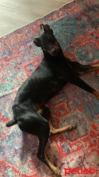 Doberman Pinscher, Köpek  zagor fotoğrafı