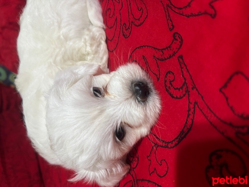 Maltese, Köpek  ruby fotoğrafı