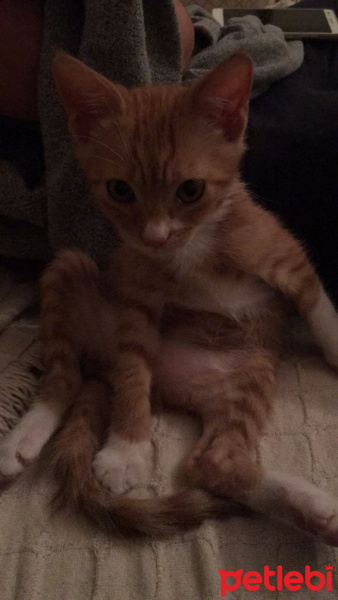 Soke, Kedi  Portakal (Porti) fotoğrafı