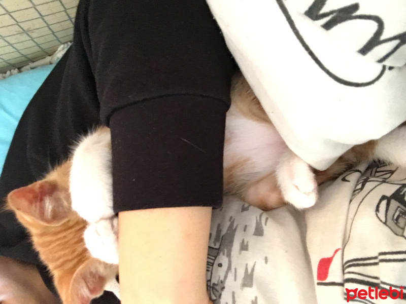 Soke, Kedi  Portakal (Porti) fotoğrafı