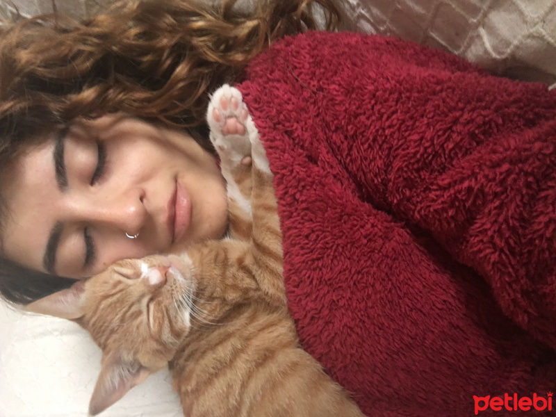 Soke, Kedi  Portakal (Porti) fotoğrafı