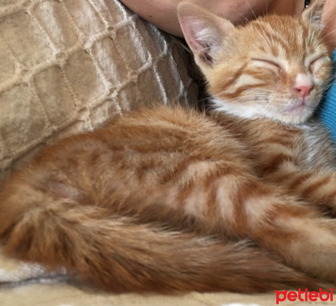 Soke, Kedi  Portakal (Porti) fotoğrafı