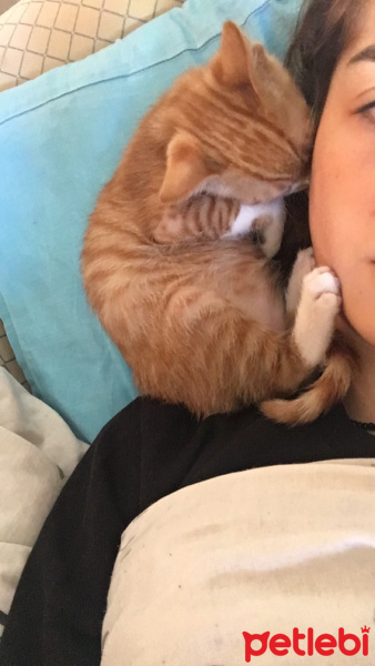 Soke, Kedi  Portakal (Porti) fotoğrafı