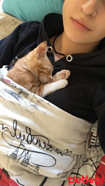 Soke, Kedi  Portakal (Porti) fotoğrafı