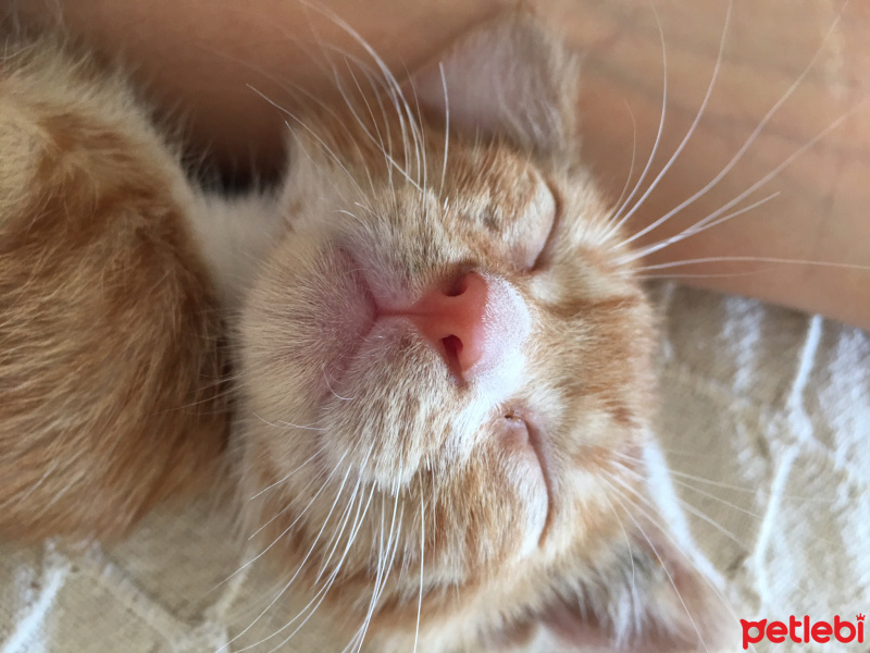 Soke, Kedi  Portakal (Porti) fotoğrafı