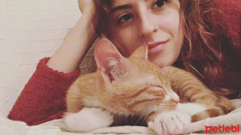 Soke, Kedi  Portakal (Porti) fotoğrafı