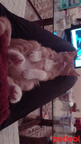 Soke, Kedi  Portakal (Porti) fotoğrafı