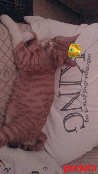 Soke, Kedi  Portakal (Porti) fotoğrafı