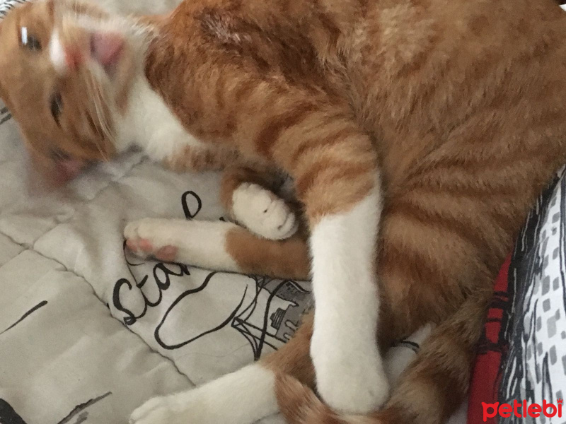 Soke, Kedi  Portakal (Porti) fotoğrafı