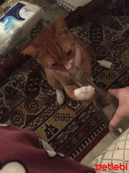 Soke, Kedi  Portakal (Porti) fotoğrafı
