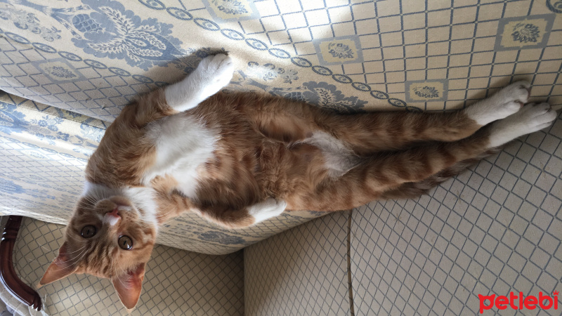 Soke, Kedi  Portakal (Porti) fotoğrafı