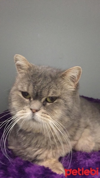 British Shorthair, Kedi  cumali fotoğrafı