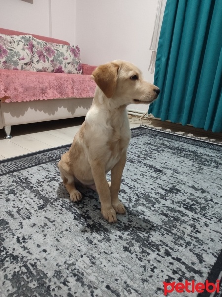 Labrador Retriever, Köpek  Ares fotoğrafı