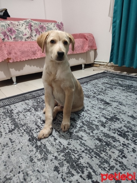 Labrador Retriever, Köpek  Ares fotoğrafı