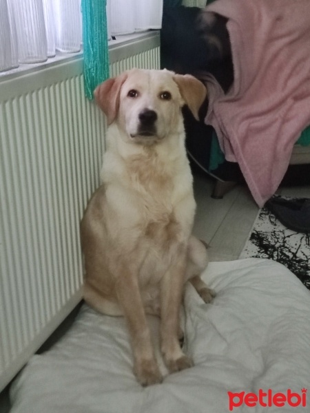 Labrador Retriever, Köpek  Ares fotoğrafı