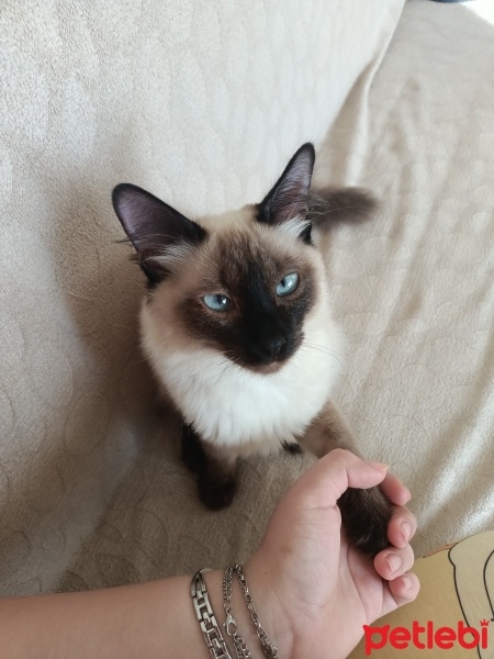 Siyam Kedisi, Kedi  Venüs fotoğrafı