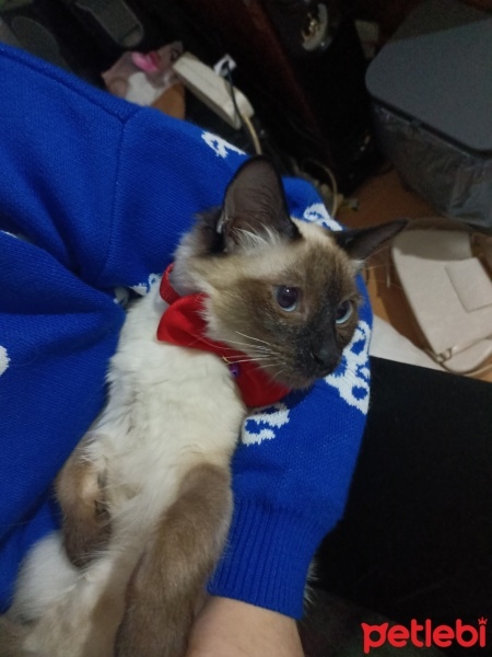 Siyam Kedisi, Kedi  Venüs fotoğrafı