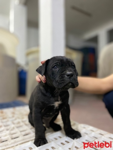 Cane Corso Italiano, Köpek  TAYGA fotoğrafı