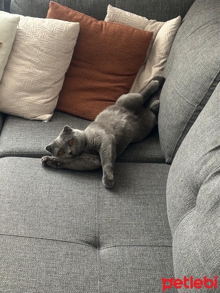 Scottish Fold, Kedi  Alfa fotoğrafı