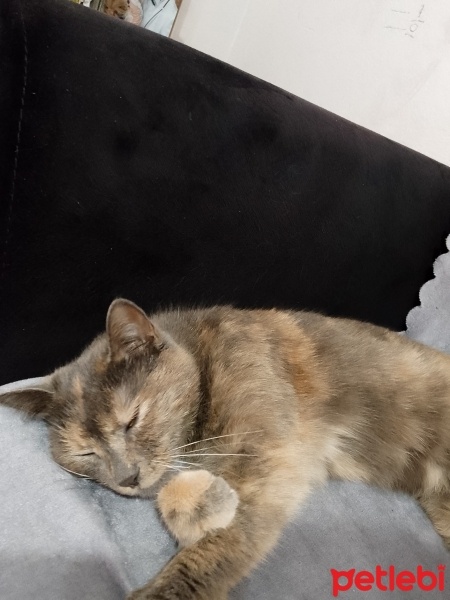 Tekir Kedi, Kedi  Pati fotoğrafı