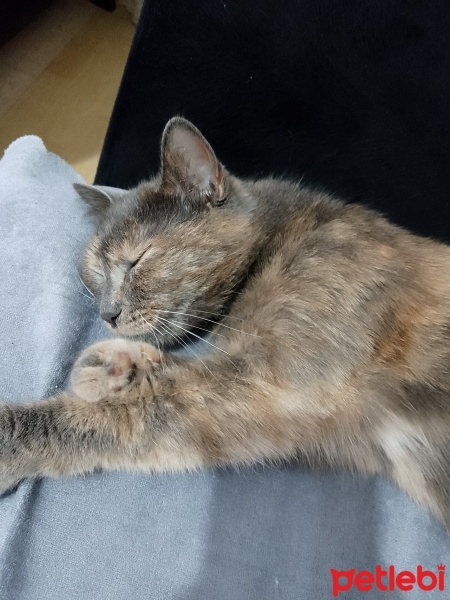 Tekir Kedi, Kedi  Pati fotoğrafı