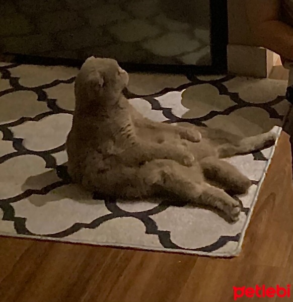 Scottish Fold, Kedi  Ceku fotoğrafı