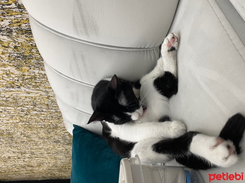 Tuxedo (Smokin) Kedi, Kedi  Mia fotoğrafı